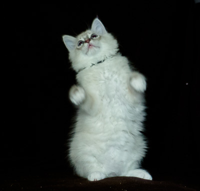 Ragdoll kitten - Sheldon